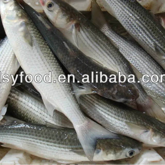 grey mullet fish