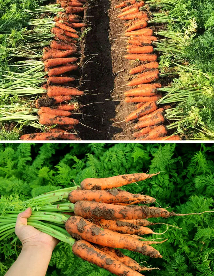 carrot_04.jpg