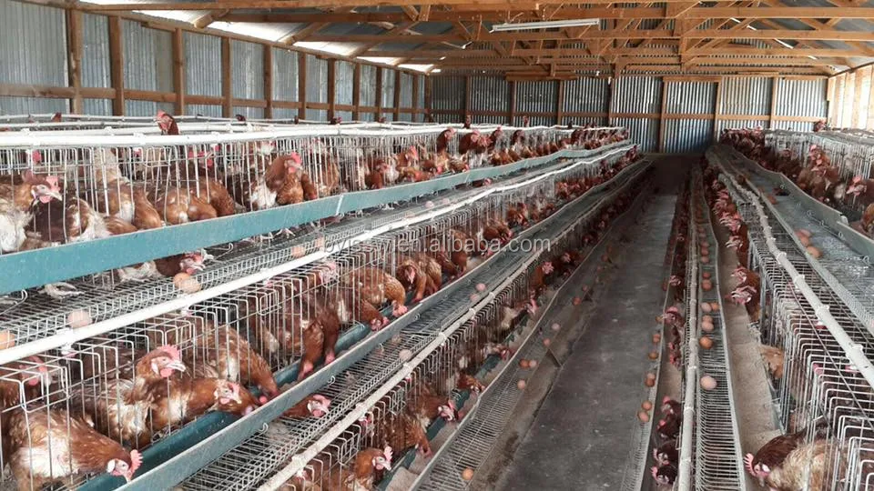 Baiyi China Factory Supply Various Hen/Layer Chicken Cage