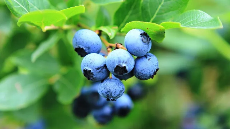 blueberry extract