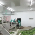 Frozen Iqf Frozeniqf 1kg Frozen Leaf IQF Spinach Block