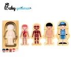 New arrival educational wooden human body parts puzzle for toddlers Z14079D