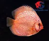 Discus Fish Breeder and exporter from Thailand