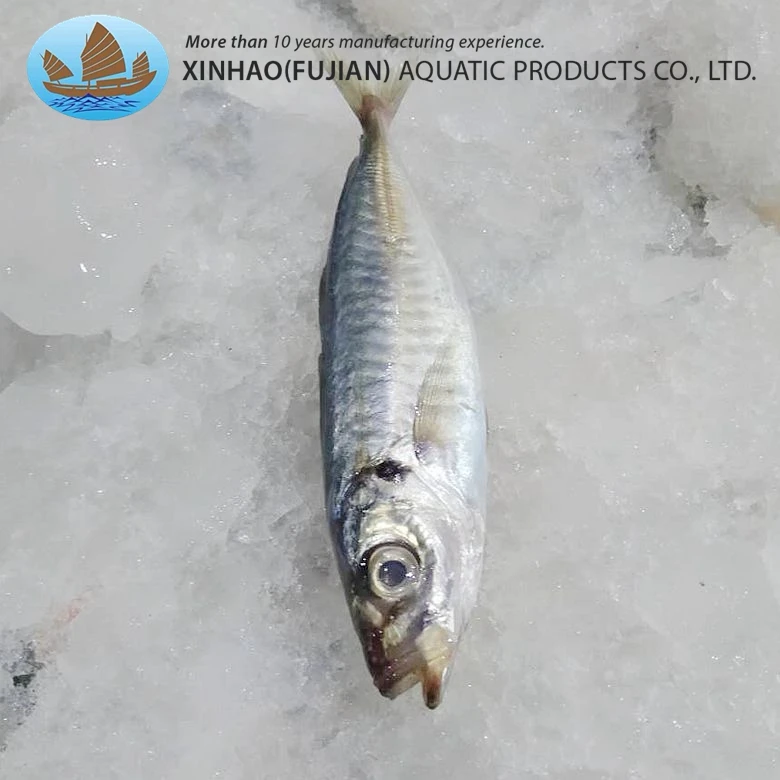 High quality frozen whole round horse mackerel china origin macheral