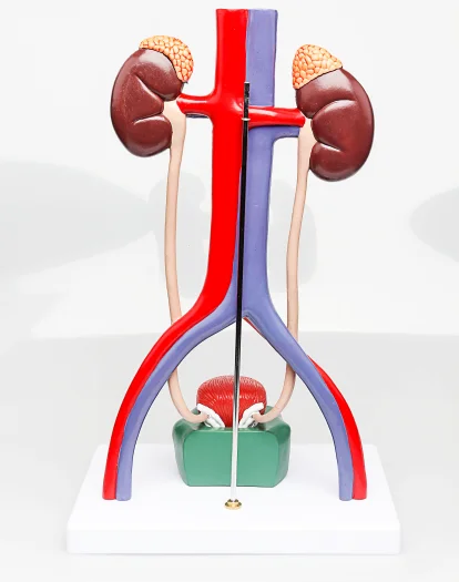 gelsonlab hsbm-299高级高品质3d塑料pvc泌尿系统模型