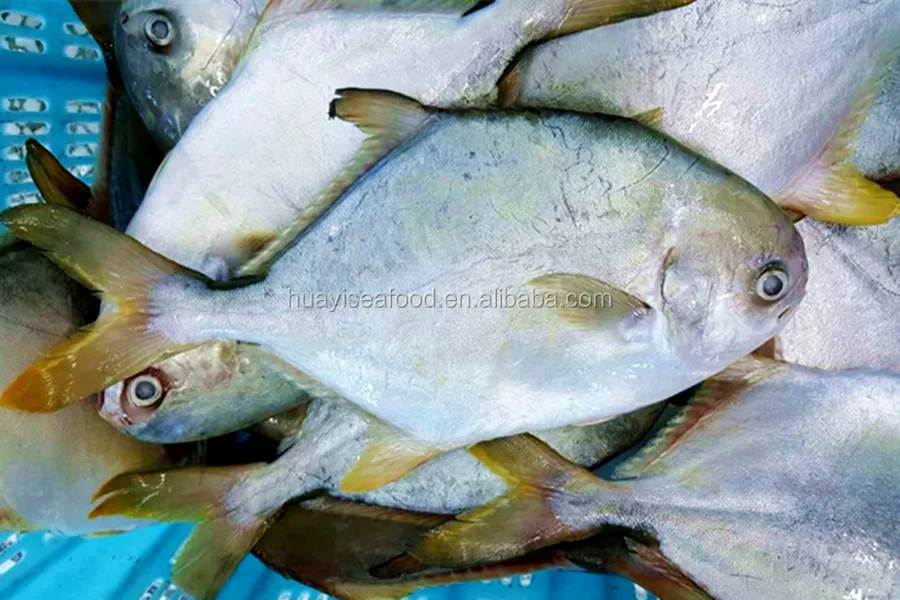 中国金色 pompano 批发冷冻调味冷冻金色 pompano