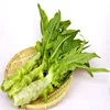 /product-detail/factory-supply-wosun-celtuce-stem-lettuce-celery-lettuce-seeds-for-growing-62030695303.html