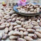 NEW CROP LSKB LONG SHAPE LIGHT SPECKLED KIDNEY BEANS
