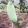 High Sweetest High Nutrition Rare Fruit Tree Seeds Holboellio Latifolia Wall Seeds For Growing