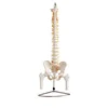 Plastic flexible spine with femur heads and sacrum bone open spine model