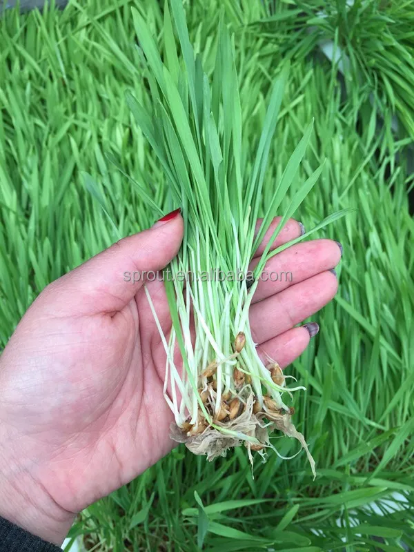 hydropoincs hewan pakan ternak mesin kecambah barley hydropoincs hewan pakan ternak mesin kecambah barley
