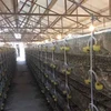 Keeping growing cheap egg production farming automatic quail laying cages