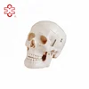 Life size Xincheng Brand Style D Plastic skull for sale