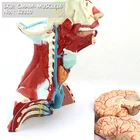ENOVO/ Muscle, Head brain, 3-parts, Plastic Human Body Muscle Teaching Anatomical Model, 12310
