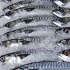 Cheap price Frozen Pacific Mackerel fish with high quality frozen seafood