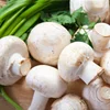 /product-detail/high-quality-fresh-canned-mushroom-60814384230.html