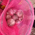 china Fresh Red/Yellow Onions