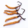 Dried Cordyceps sinensis/wild cordyceps sinensis