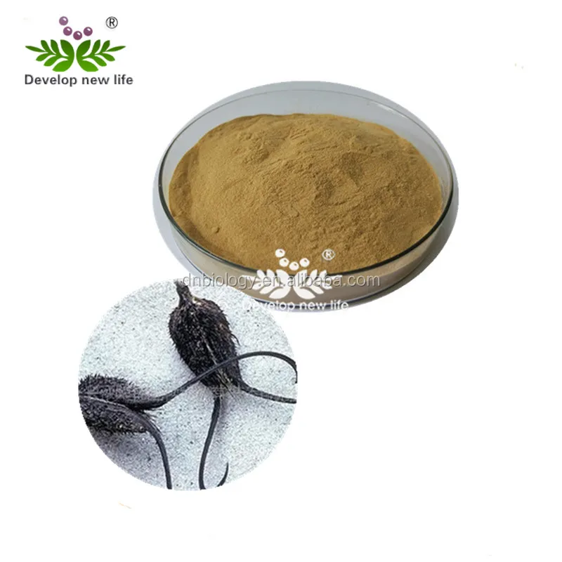 Devil's Claw Root Extract Harpagosides1%-5% Powder