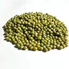 /product-detail/good-price-export-fresh-size-3-6-mm-sprouting-green-mung-bean-62140860724.html