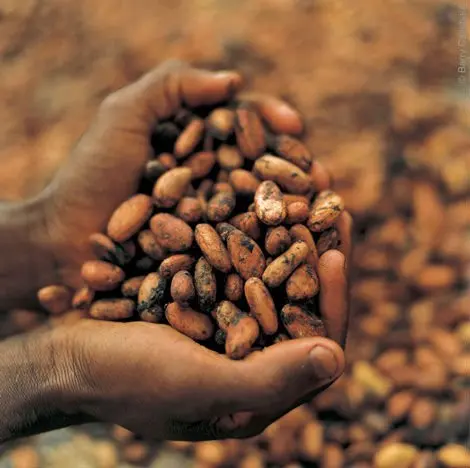 cocoa beans, ginger, coffee beans