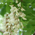 GMP 100% natural sophora japonica extract quercetin 95%