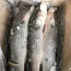 /product-detail/fair-price-with-best-quality-land-frozen-top-trade-frozen-grey-mullet-gutted-iqf-60831274070.html