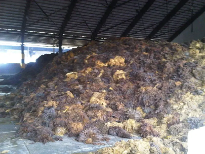 Fresh and Pressed Palm Oil Empty Fruit Bunches