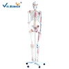 Human skeleton model,artificial human skeleton,plastic human skeleton
