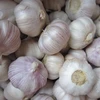 /product-detail/garlic-planter-china-garlic-price-garlic-importers-2000169984.html