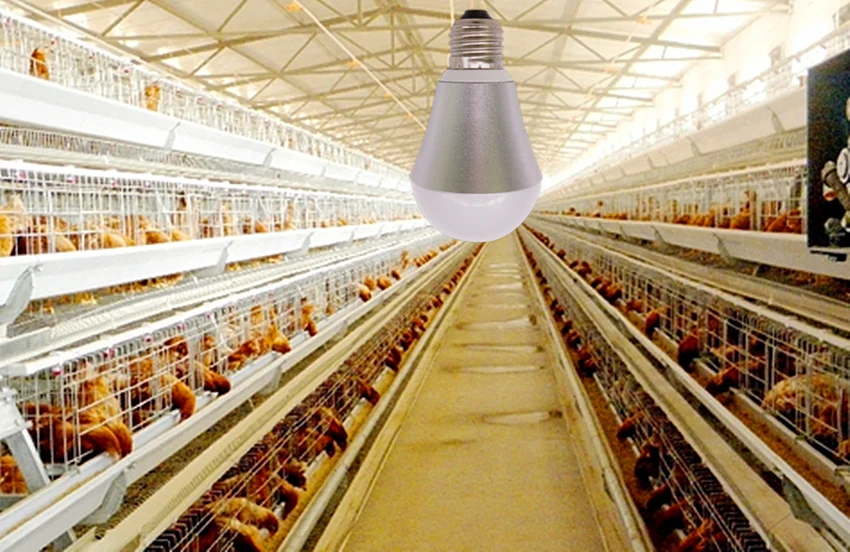 botanicula light bulbs chicken