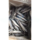 Frozen Fish Bonito Tuna Factory Price
