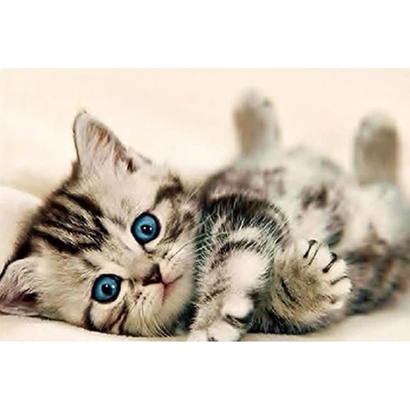 5d Diy Diamond Painting Cross Stitch Cat AB Drill Round Rhinestone Picture Animal Diamond Embroidery Painting for Adults
5d Diy Diamond Painting Cross Stitch Cat AB Drill Round Rhinestone Picture Animal Diamond Embroidery Painting for Adults