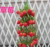 /product-detail/artificial-string-strawberry-faux-fruit-fake-strawberry-vine-garlands-house-decor-yiwu-sanqi-crafts-factory-60240329874.html