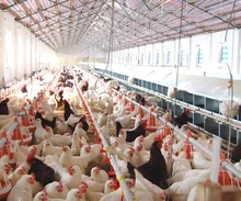 Broiler Feeding Pan system for Poultry Equipment Auger feeder in Brioler Farm