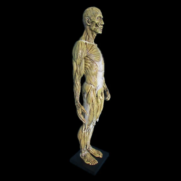 Custom Human Muscle Anatomy Model Statue - Buy Human Muscle Anatomy