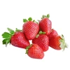 /product-detail/iqf-strawberry-for-harvest-season-62035934545.html