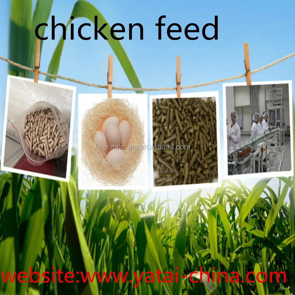 layer chicken feed for poultry
