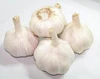 Supply Jinxiang Garlic from Renhe Food