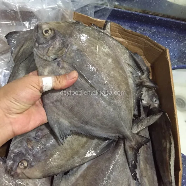 class a frozen black pompano/black pomfret whole round