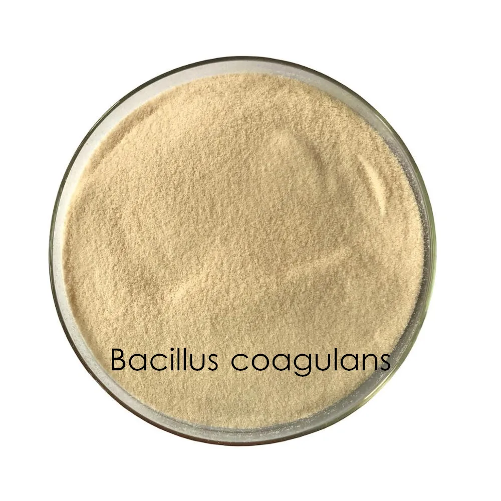 biosky 68038-70-0 bacillus coagulans powder bacillus coagulans