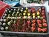 /product-detail/cactus-grafted-cactus-cactis-cactus-ball-208584763.html