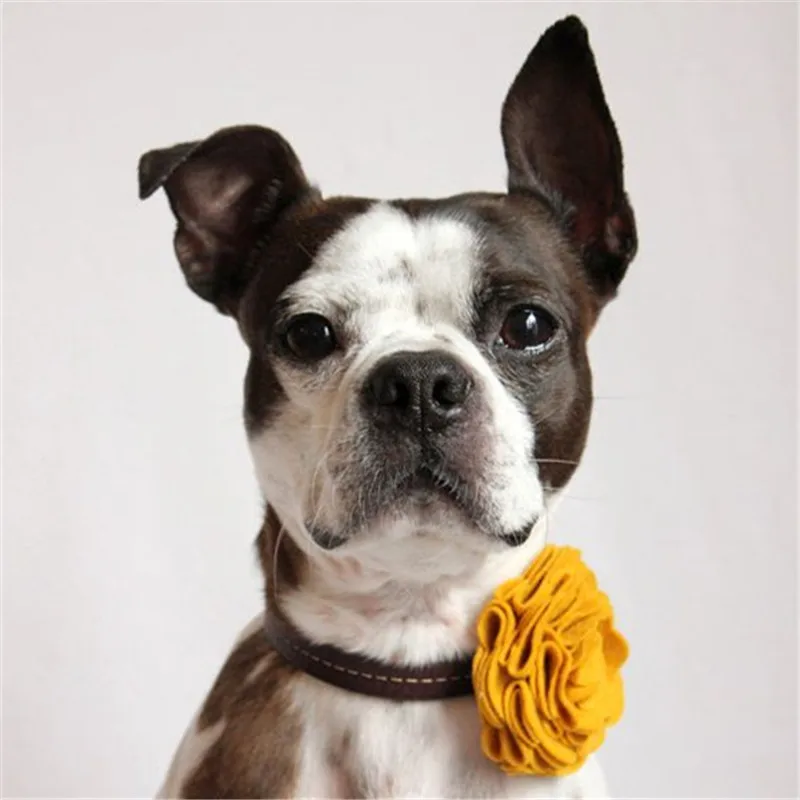 Wholesale Custom Small Tiny Puppy Pet Dog hair bows dog collar handmade cotton fabric flower bow tie for dogs
Wholesale Custom Small Tiny Puppy Pet Dog hair bows dog collar handmade cotton fabric flower bow tie for dogs
