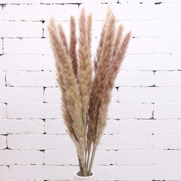 新风格芦苇棒干 pampas 草羽 phragsonis