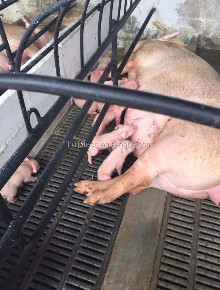 pig mat.jpg