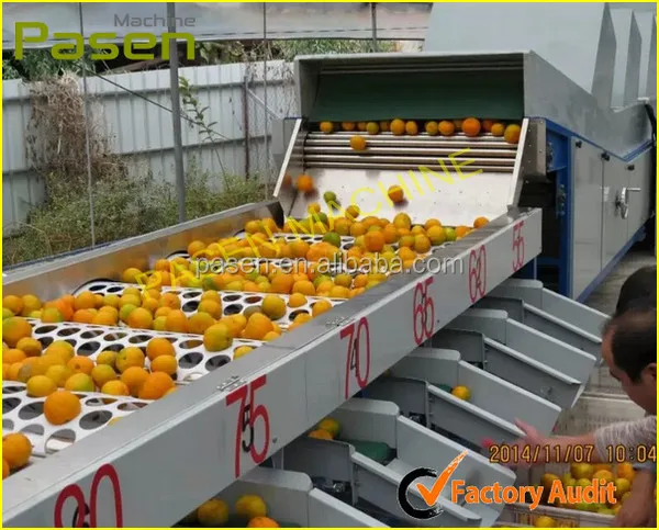 fruit sorter machine for orange.jpg