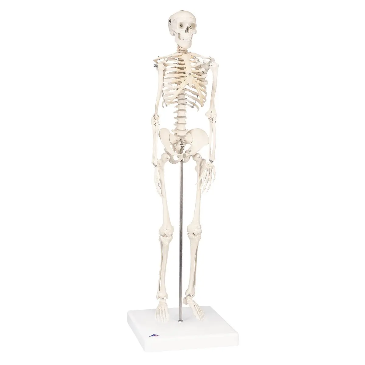 1 Human Skeleton.jpg