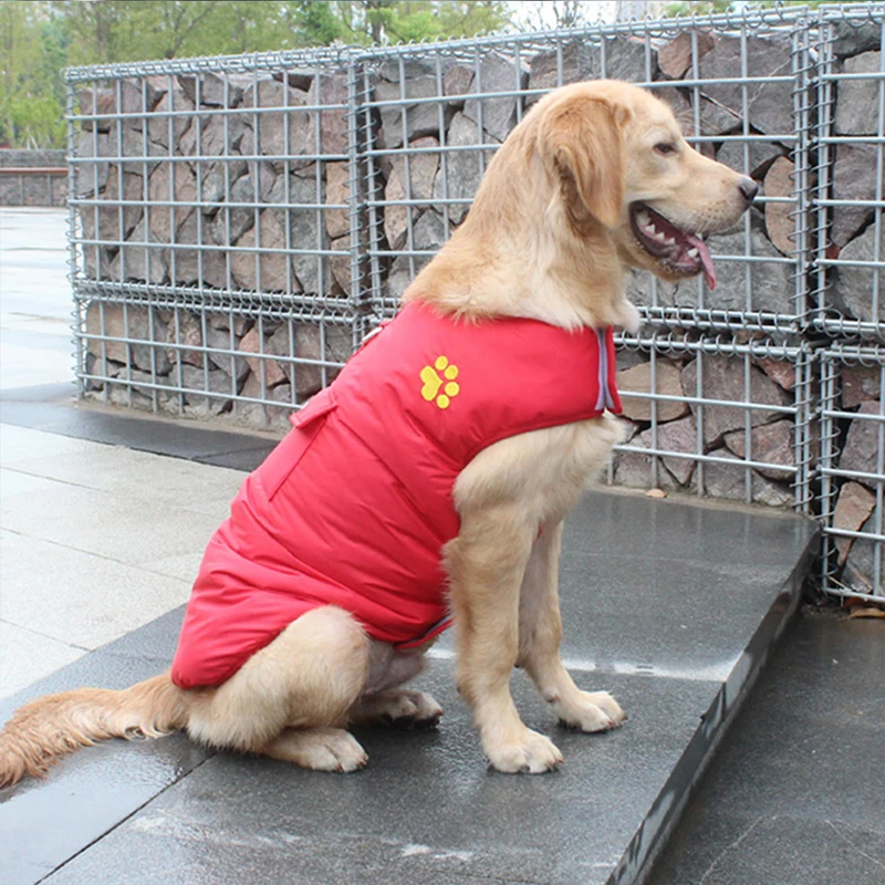 dog3