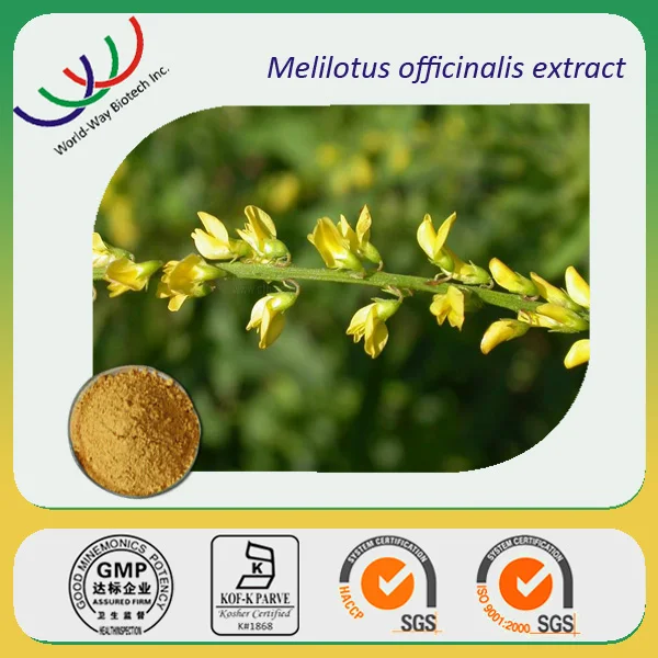 natural melilotus officinalis extract ,10% coumarin sweet clover