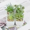 Mini artificial succulent plant succulent plant family bonsai decorative garden greening